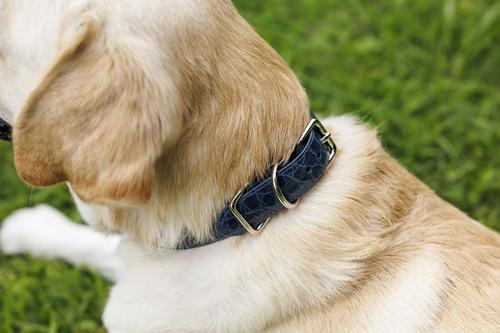 Show full view: W.Kleinberg The Teddy Alligator Dog Collar, Ocean Blue, X-Small slide 5 of 5