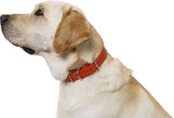 W.Kleinberg The Teddy Alligator Dog Collar, Orange, Large