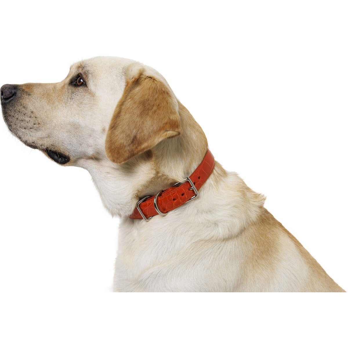 W.Kleinberg The Teddy Alligator Dog Collar, Orange, Large