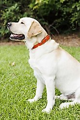 W.Kleinberg The Teddy Alligator Dog Collar, Orange, X-Large slide 2 of 6