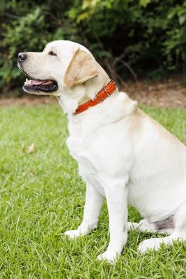 Show full view: W.Kleinberg The Teddy Alligator Dog Collar, Orange, X-Large slide 2 of 6