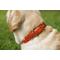 Show in main carousel: W.Kleinberg The Teddy Alligator Dog Collar, Orange, X-Large slide 4 of 6