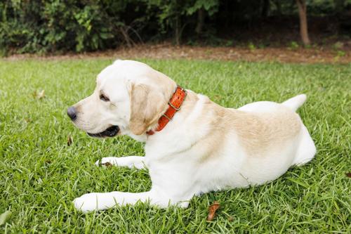 Show full view: W.Kleinberg The Teddy Alligator Dog Collar, Orange, X-Large slide 5 of 6