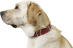 W.Kleinberg The Teddy Alligator Dog Collar, Red, Medium