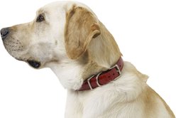 W.Kleinberg The Teddy Alligator Dog Collar, Red, X-Large