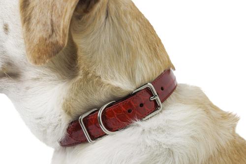 Show full view: W.Kleinberg The Teddy Alligator Dog Collar, Red, X-Large slide 4 of 4