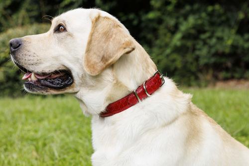 Show full view: W.Kleinberg The Teddy Alligator Dog Collar, Red, X-Small slide 3 of 5