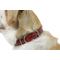 Show in main carousel: W.Kleinberg The Teddy Alligator Dog Collar, Red, X-Small slide 5 of 5