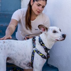 Wolfgang CamoBolt Comfort No Pull Step In Back Clip Dog Harness, X-Large: 26 to 38-in chest slide 2 of 3