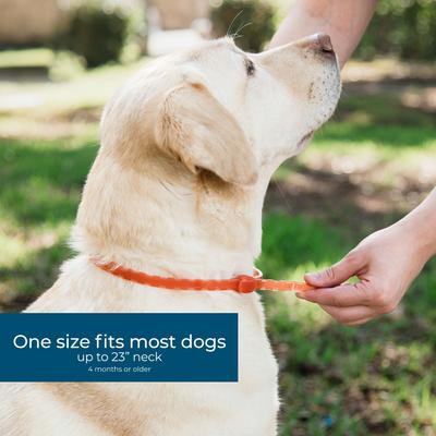 Show full view: Wondercide Natural Flea, Tick & Mosquito Repellent Small to Medium Dogs Collar, Peppermint slide 4 of 9