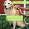Show in main carousel: Wondurdog Dog Washing & Paw Rinse Outdoor Garden Hose Nozzle Attachment slide 7 of 11
