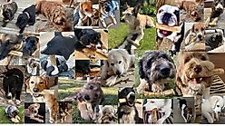 Woodies Coffee Wood Large Dog Chew, 1 count slide 2 of 8