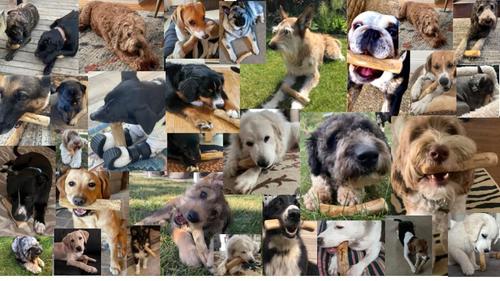 Show full view: Woodies Coffee Wood Medium Dog Chew, 1 count slide 3 of 10