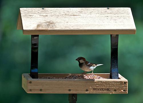 Show full view: Woodlink Wood Fly-Thru Wild Bird Feeder slide 2 of 2