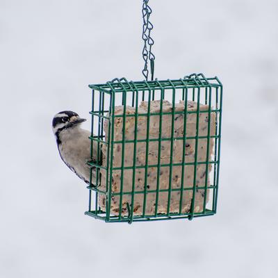 Show full view: Woodpecker Starter Kit - Wild Delight Wild Bird Food, C&S Suet Food, Suet Basket Feeder slide 8 of 9