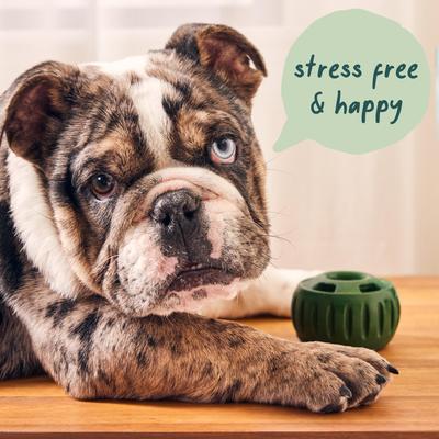 Show full view: Woof Pupsicle Pops Refills Calming Beef Grain-Free Lickable Dog Treats, Small, 10 count slide 6 of 7