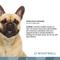 Show in main carousel: WoofWell French Bulldog Health Support Bacon Flavored Soft Chews Dog Supplement, 30 count slide 9 of 11