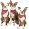 Show in main carousel: Wrangler Removable Dog Bandana Collar, Dark Blue, Medium-14-to-20-in-neck-1-2-inch-wide slide 9 of 9