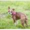 Show in main carousel: Wrangler Removable Dog Bandana Collar, Dark Blue, Medium-14-to-20-in-neck-1-2-inch-wide slide 8 of 9