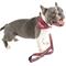 Show in main carousel: Wrangler Removable Dog Bandana Collar, Dark Blue, X-Small: 8 to 12-in neck, 1/2-in wide slide 2 of 9