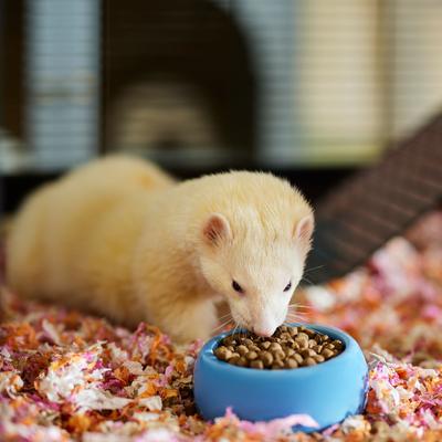 Show full view: Wysong Epigen 90 Digestive Support Dry Ferret Food, 5-lb bag slide 4 of 6