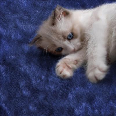 Show full view: Yaheetech 54.5" H Multilevel Indoor Cat Tree & Condo, Navy Blue slide 8 of 11