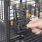 Show in main carousel: Yaheetech Rolling Metal Parrot Cage with Playtop, Black slide 7 of 10