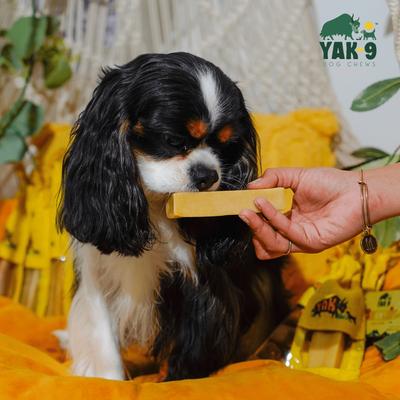 Show full view: Yak9 Chews CrunCheese Natural Honey Flavored Crunchy Dog Treats, 0.37-lb bag slide 3 of 9