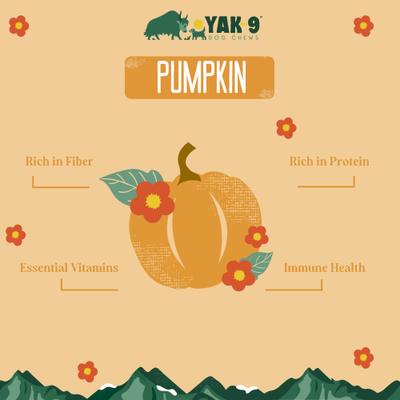 Show full view: Yak9 Chews Pumpkin Yak Chew Dog Treat, Medium, 1 count slide 4 of 10