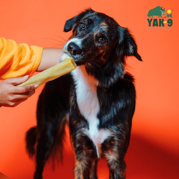 Yak9 Chews Pumpkin Yak Chew Dog Treats, X-Small