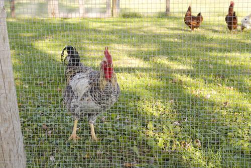 Show full view: YardGard Hardware Cloth 19-Gauge 0.5" Mesh Fence, 24-in x 25-ft roll slide 6 of 8