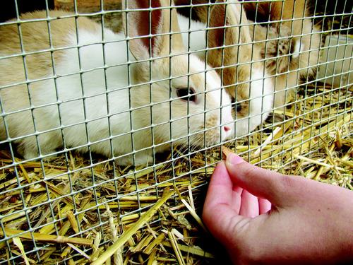 Show full view: YardGard Hardware Cloth 19-Gauge 0.5" Mesh Fence, 24-in x 50-ft roll slide 4 of 8