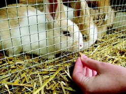 YardGard Hardware Cloth 23-Gauge 0.25" Mesh Fence, 24-in x 25-ft roll slide 2 of 8