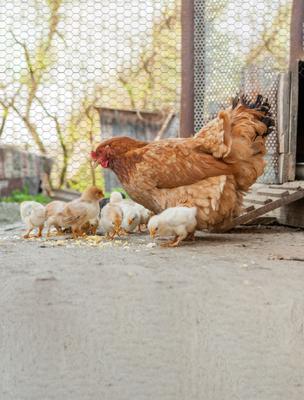 Show full view: YardGard Poultry Netting Galvanized 1" Mesh Poultry Fence, 12-in x 150-ft roll slide 6 of 8