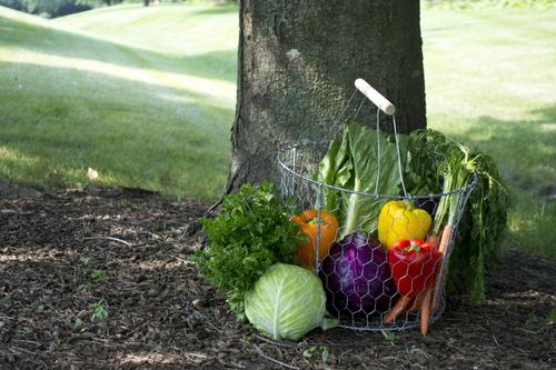 Show full view: YardGard Poultry Netting Galvanized 2" Mesh Poultry Fence, 36-in x 50-ft roll slide 8 of 8