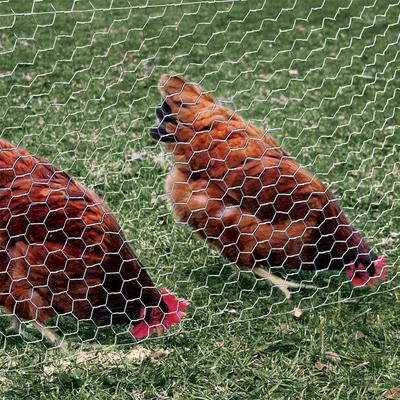Show full view: YardGard Poultry Netting Galvanized 2" Mesh Poultry Fence, 36-in x 50-ft roll slide 4 of 8