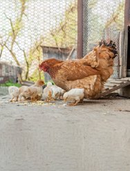 YardGard Poultry Netting Galvanized 20-Gauge 1" Mesh Poultry Fence, 36-in x 25-ft roll slide 2 of 8