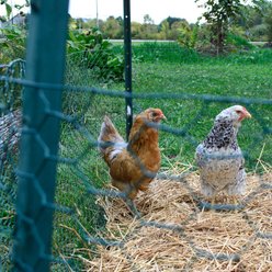 YardGard Poultry Netting PVC 20-Gauge 1" Mesh Poultry Fence, 24-in x 25-ft roll slide 2 of 8