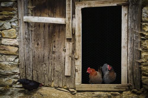 Show full view: YardGard Poultry Netting PVC 20-Gauge 1" Mesh Poultry Fence, 24-in x 25-ft roll slide 5 of 8