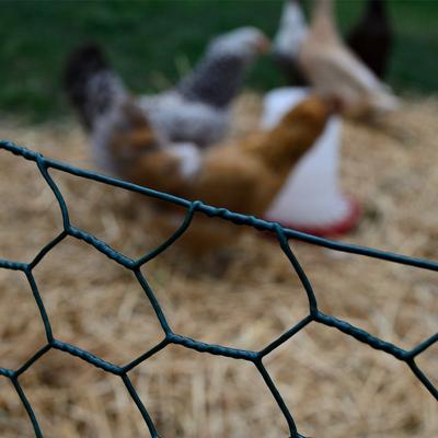 Show full view: YardGard Poultry Netting PVC 20-Gauge 1" Mesh Poultry Fence, 24-in x 25-ft roll slide 6 of 8