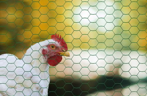 Show full view: YardGard Poultry Netting PVC 20-Gauge 1" Mesh Poultry Fence, 24-in x 25-ft roll slide 4 of 8