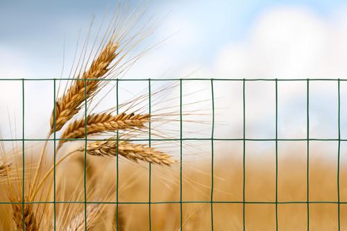 Show full view: YardGard Welded Wire 16-Gauge 2x3" Mesh Fence, Green, 24-in x 25-ft roll slide 6 of 8