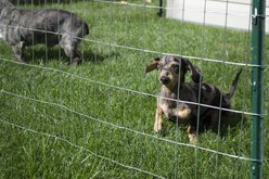YardGard Welded Wire Economy Fence Galvanized 16-Gauge 2x3" Mesh Fence, 36-in x 50-ft roll slide 2 of 8