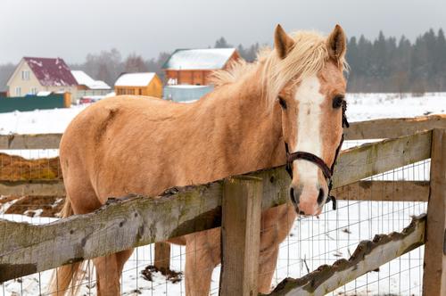 Show full view: YardGard Welded Wire Galvanized 16-Gauge 0.5x1" Mesh Fence, 24-in x 25-ft roll slide 5 of 8