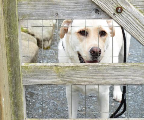 Show full view: YardGard Welded Wire Galvanized 16-Gauge 1x1" Mesh Fence, 24-in x 25-ft roll slide 4 of 8