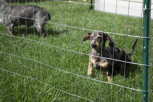 Show full view: YardGard Welded Wire Galvanized 16-Gauge 1x1" Mesh Fence, 24-in x 25-ft roll slide 6 of 8