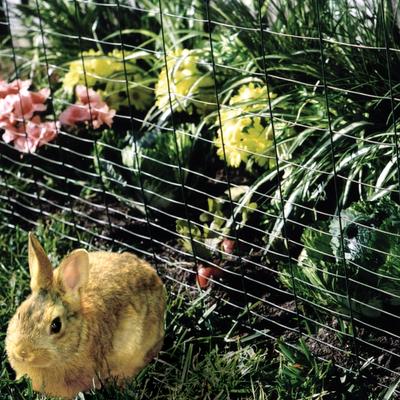 Show full view: YardGard Welded Wire Galvanized Rabbit Fence, 28-in x 50-ft roll slide 4 of 8