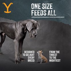 Yellowstone Dutton Ranch Dog Treat Co. Beef Crunch Squares Crunchy Dog Treats, 16-oz bag slide 2 of 8