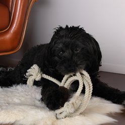 Yellowstone Rope Lasso Tough Stuffing-Free Dog Tug Toy slide 2 of 5