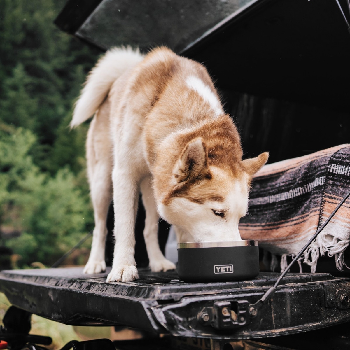 YETI Boomer Dog Bowl, Black, 4-cup - Chewy.com